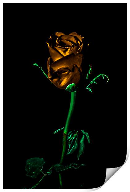 THe Golden Rose Print by Tony Fishpool