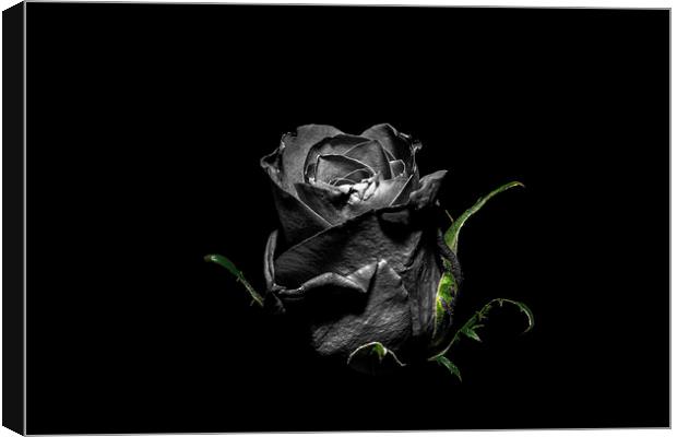 The Dying Rose Canvas Print by Tony Fishpool