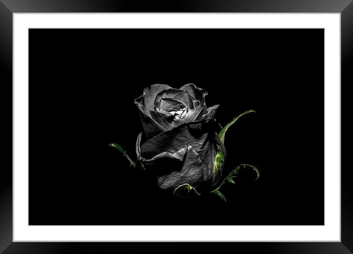 The Dying Rose Framed Mounted Print by Tony Fishpool