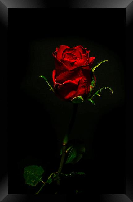 Single Rose Of Love Framed Print by Tony Fishpool