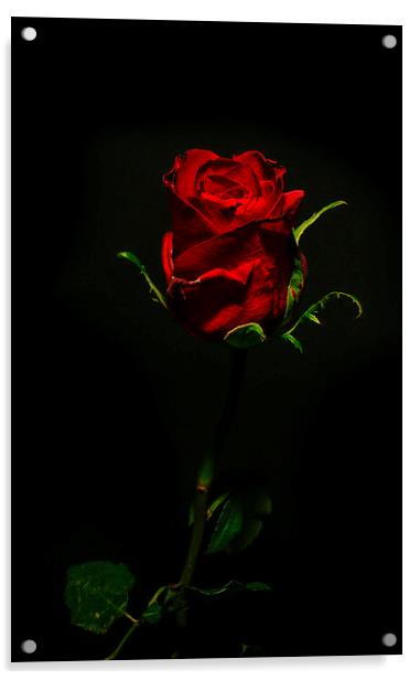 Single Rose Of Love Acrylic by Tony Fishpool