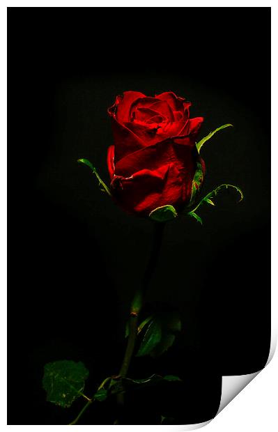 Single Rose Of Love Print by Tony Fishpool