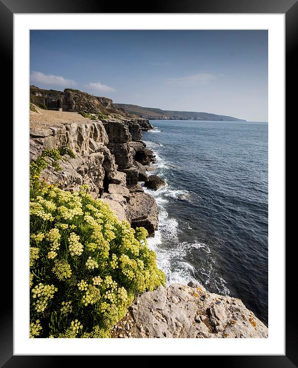 Winspit Clifftop Framed Mounted Print by Phil Wareham
