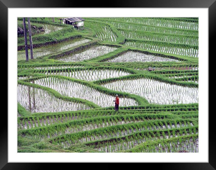 Rice Terrace in Bali, Indonesia Framed Mounted Print by colin chalkley