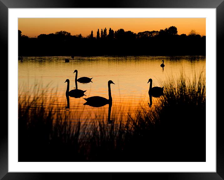 SWANS AT DUSK Framed Mounted Print by Paul Nichols