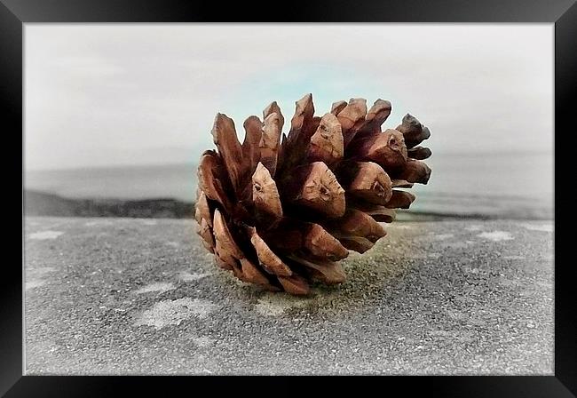 Pine cone Holiday! Framed Print by Susie Hawkins