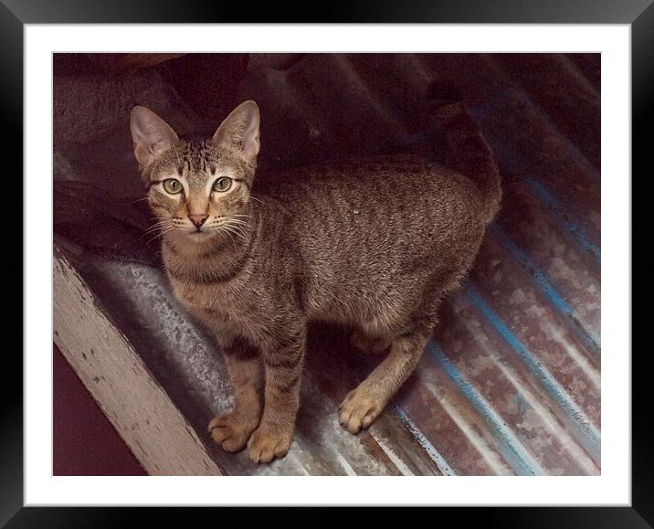 Philippine Cat Framed Mounted Print by Clive Eariss