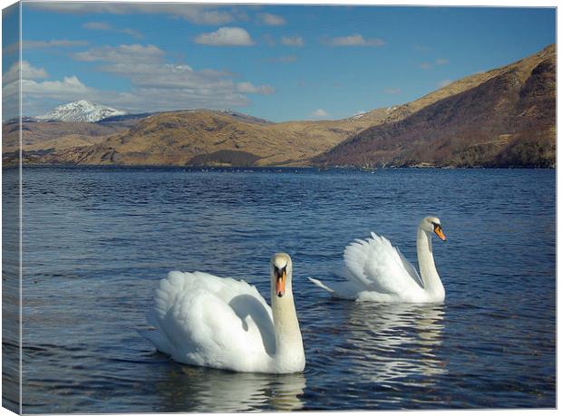 Swans on Loch Etive Canvas Print by David Wilson