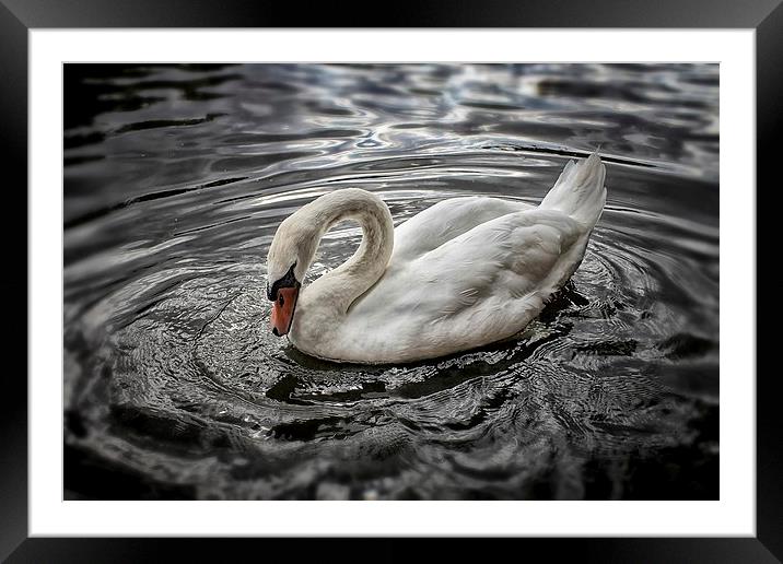 Swan Framed Mounted Print by Julie Coe