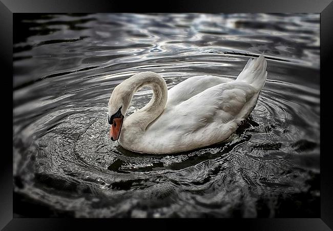 Swan Framed Print by Julie Coe