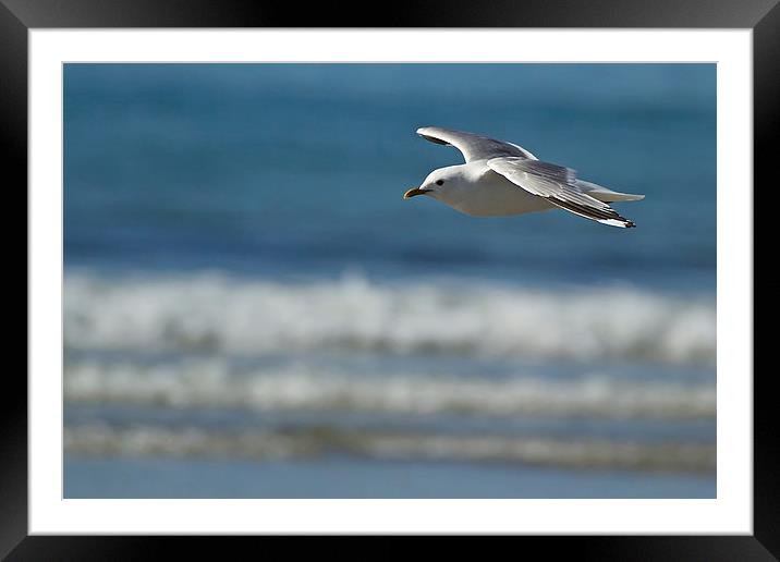 Summer Seagull Framed Mounted Print by Sue Dudley