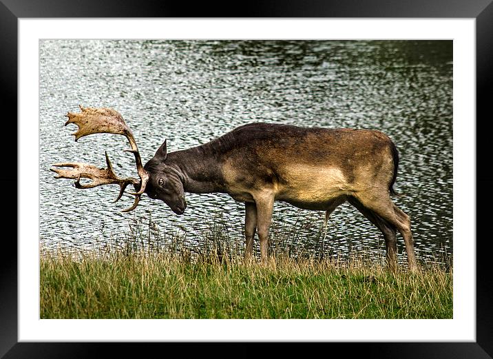 Stag Ready To Rumble Framed Mounted Print by Linsey Williams