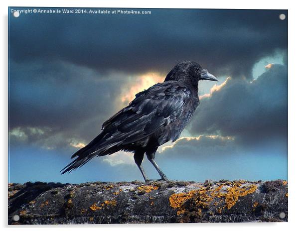 Rook on the Roof. Acrylic by Annabelle Ward