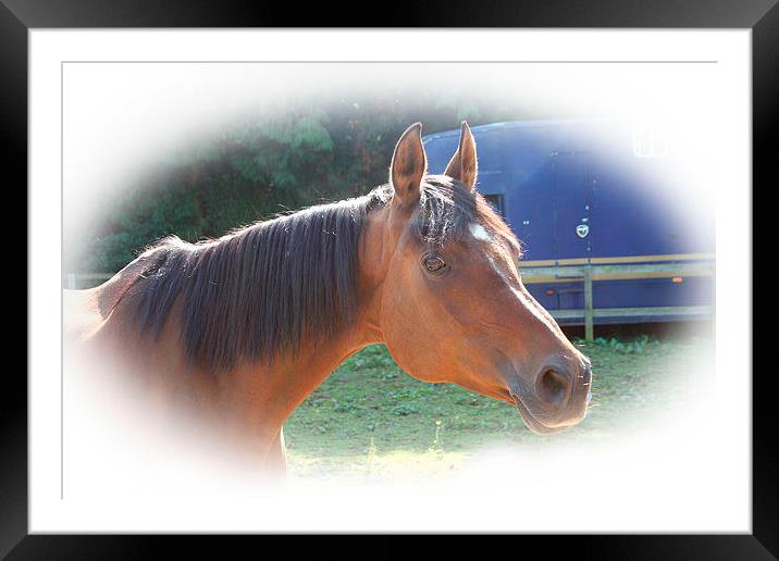 Arab mare Framed Mounted Print by Leanne Martin