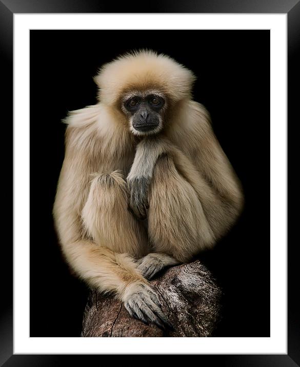 Lar Gibbon Framed Mounted Print by Sam Smith
