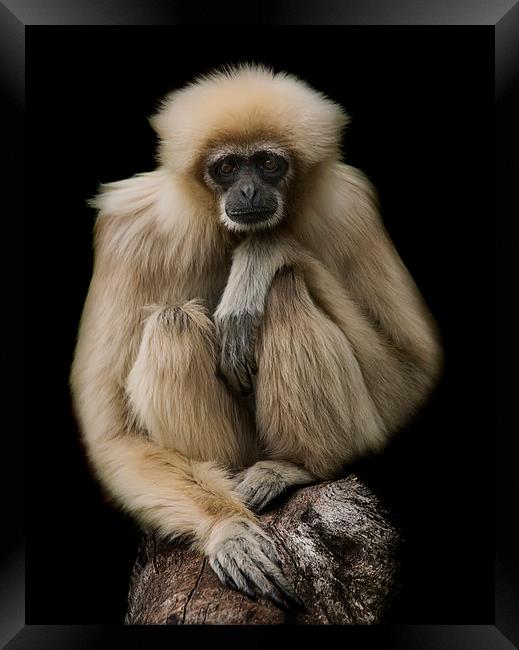 Lar Gibbon Framed Print by Sam Smith