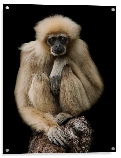 Lar Gibbon Acrylic by Sam Smith