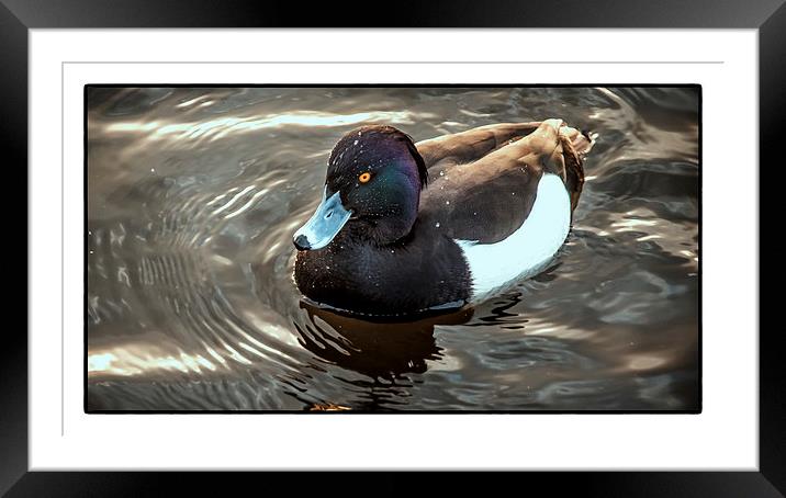 Hidden Colours (Tufted Duck) Framed Mounted Print by Leo Jaleo 