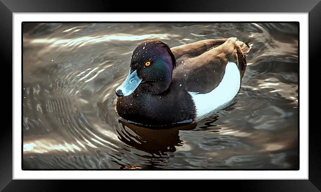 Hidden Colours (Tufted Duck) Framed Print by Leo Jaleo 