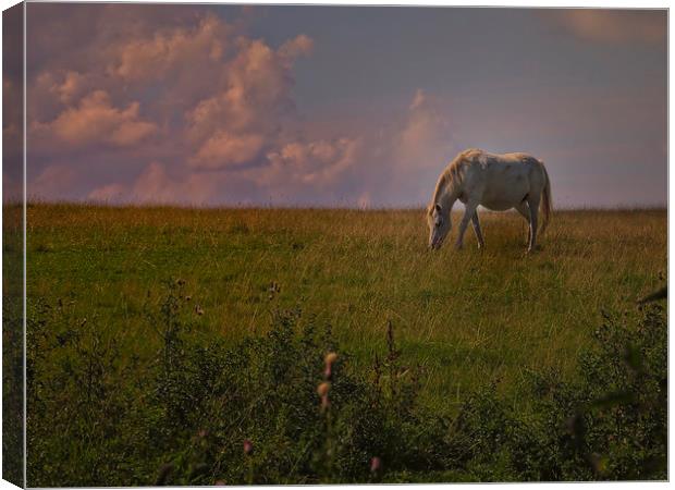 horse grazing Canvas Print by Robert Bennett