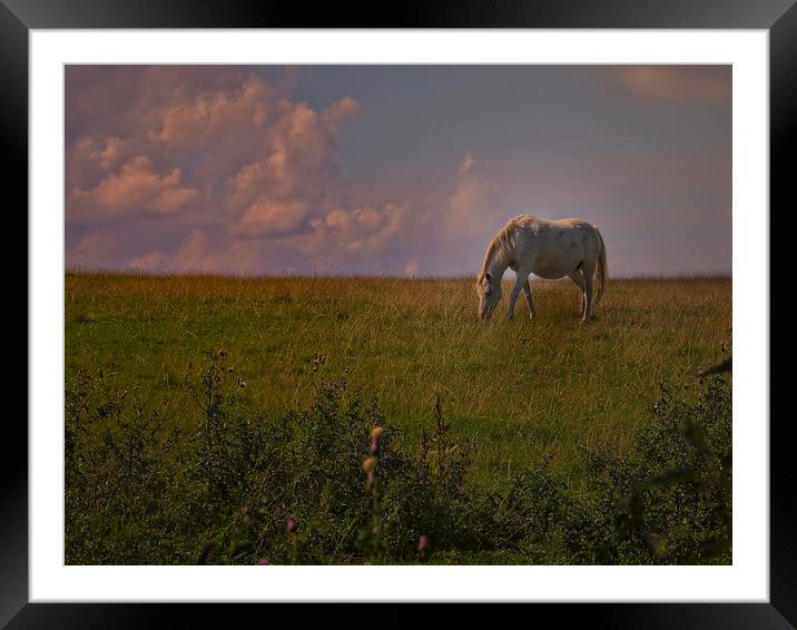 horse grazing Framed Mounted Print by Robert Bennett