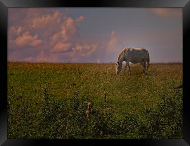 horse grazing Framed Print by Robert Bennett