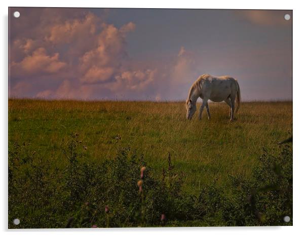 horse grazing Acrylic by Robert Bennett