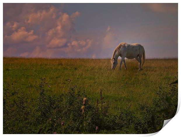 horse grazing Print by Robert Bennett