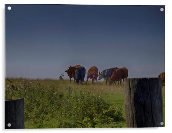 cows in a feild Acrylic by Robert Bennett