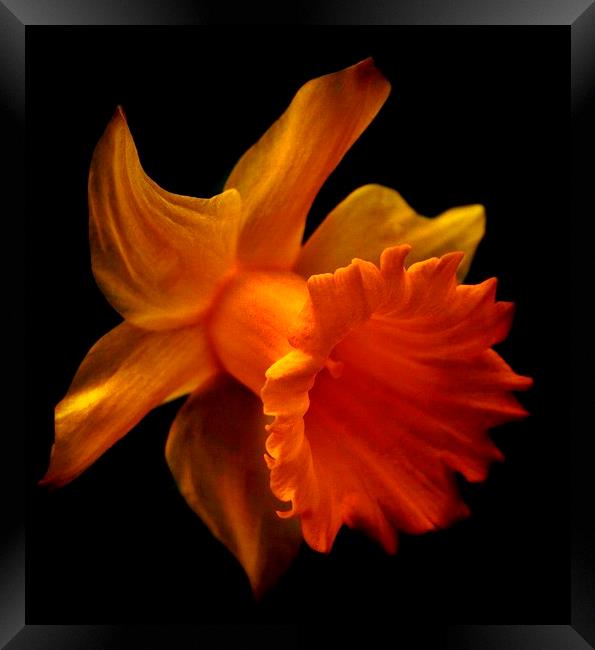 Daffodil 2 Framed Print by Sandra Buchanan