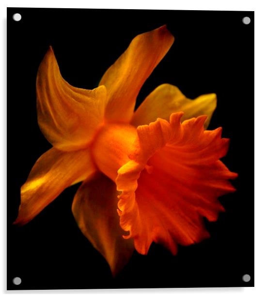 Daffodil 2 Acrylic by Sandra Buchanan