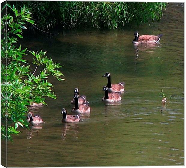 Geese Swimming Canvas Print by Pics by Jody Adams