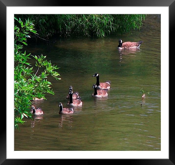 Geese Swimming Framed Mounted Print by Pics by Jody Adams