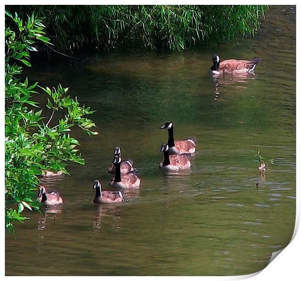 Geese Swimming Print by Pics by Jody Adams
