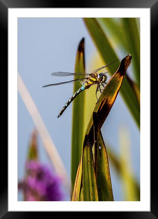 Dragonfly Framed Mounted Print by Simon West