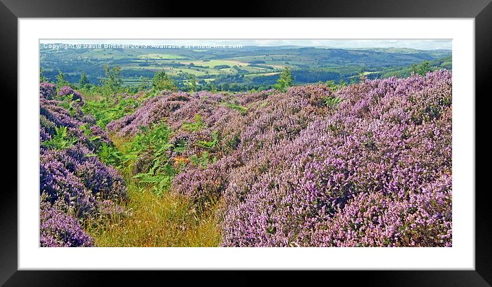 Moorland Heather Framed Mounted Print by David Birchall