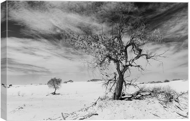 White Sands National Monument #1, mono(light) Canvas Print by Gareth Burge Photography