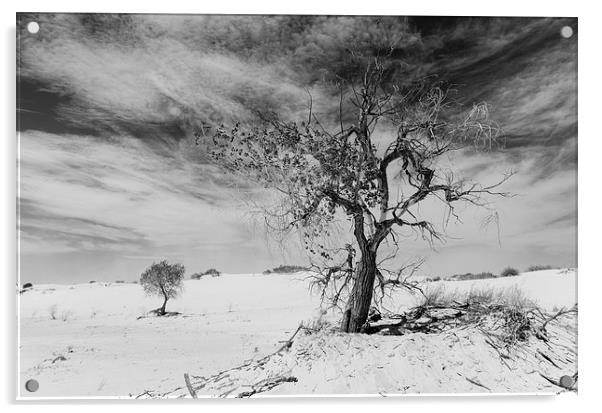White Sands National Monument #1, mono(light) Acrylic by Gareth Burge Photography