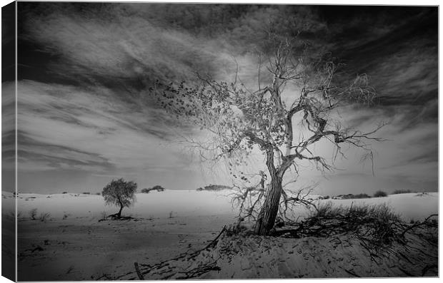 White Sands National Monument #1, mono(dark) Canvas Print by Gareth Burge Photography