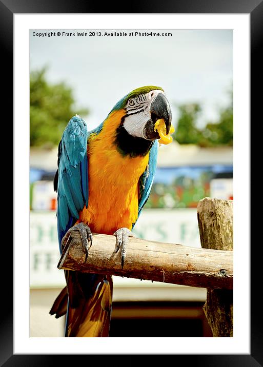 Beautiful Blue and gold Macaw Framed Mounted Print by Frank Irwin