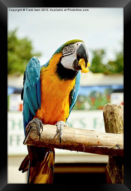 Beautiful Blue and gold Macaw Framed Print by Frank Irwin