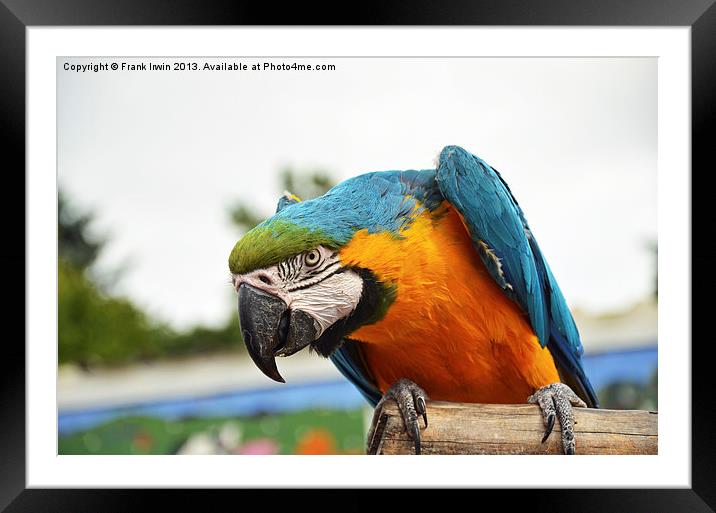 Beautiful Blue and gold Macaw Framed Mounted Print by Frank Irwin