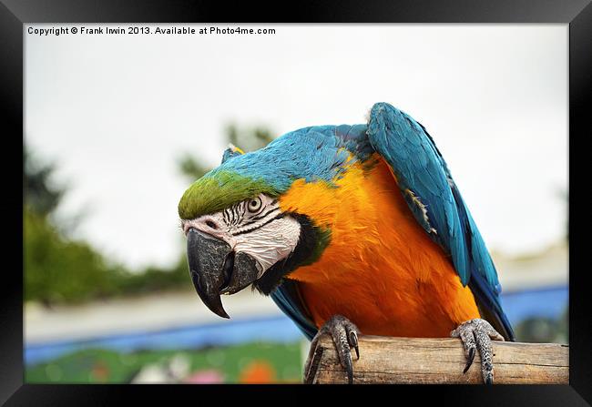 Beautiful Blue and gold Macaw Framed Print by Frank Irwin