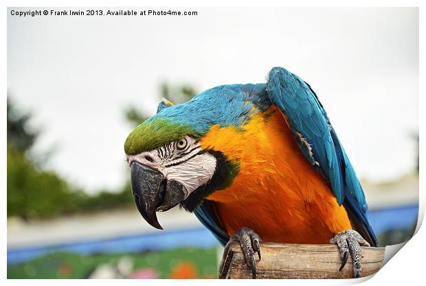 Beautiful Blue and gold Macaw Print by Frank Irwin
