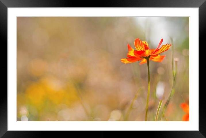 Stand out from the crowd Framed Mounted Print by Dawn Cox