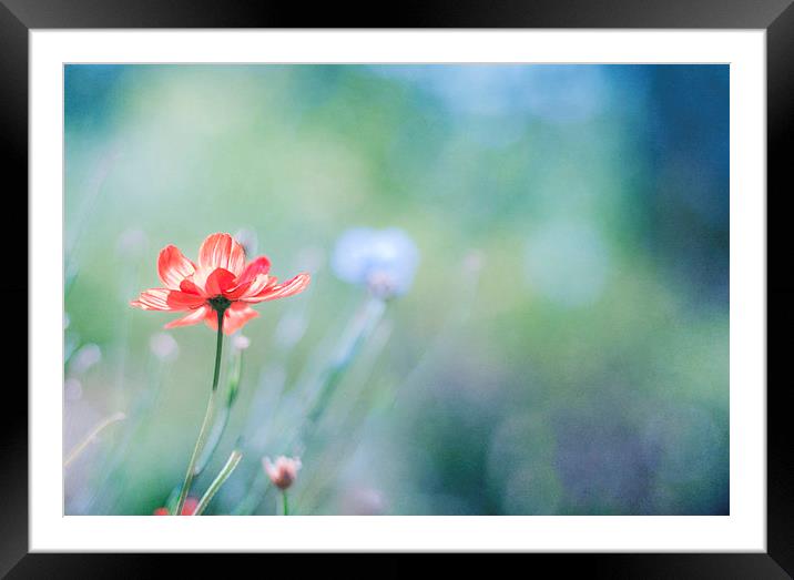 Natures contrast Framed Mounted Print by Dawn Cox