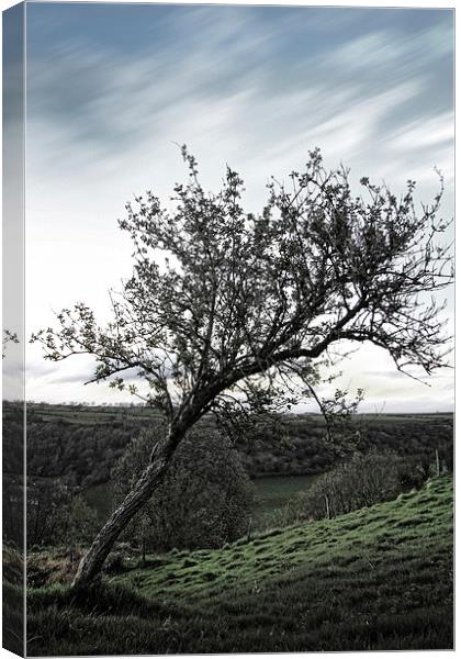 The Resilient Leaning Tree Canvas Print by Les McLuckie