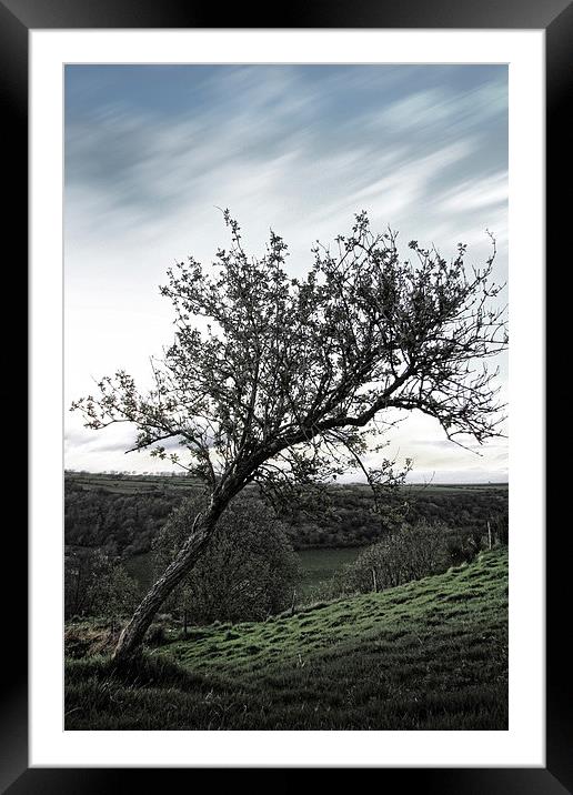 The Resilient Leaning Tree Framed Mounted Print by Les McLuckie
