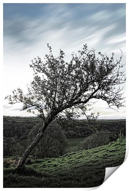 The Resilient Leaning Tree Print by Les McLuckie