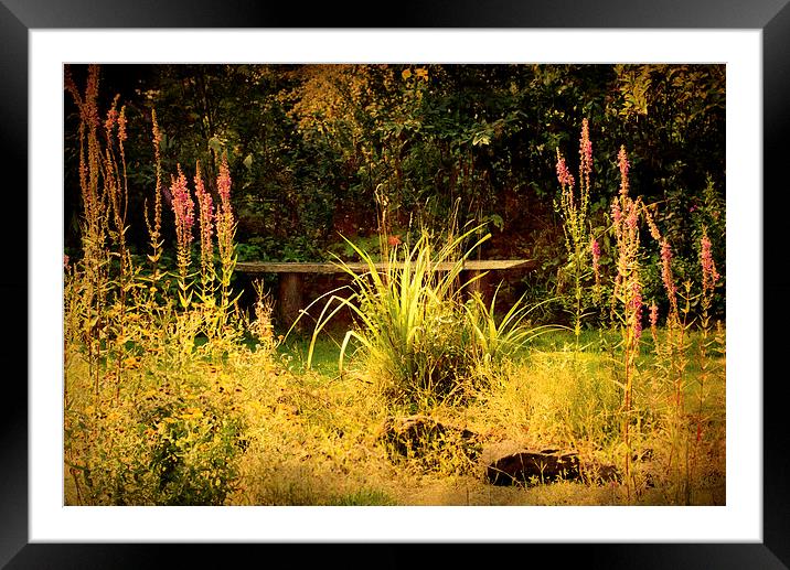 small corner of the garden Framed Mounted Print by Dawn Cox